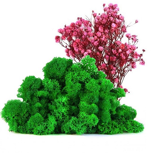 Мох и цветы